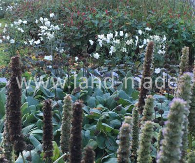 beplantingsplan Audrey Coert Landmade Schermlaan Rotterdam 3